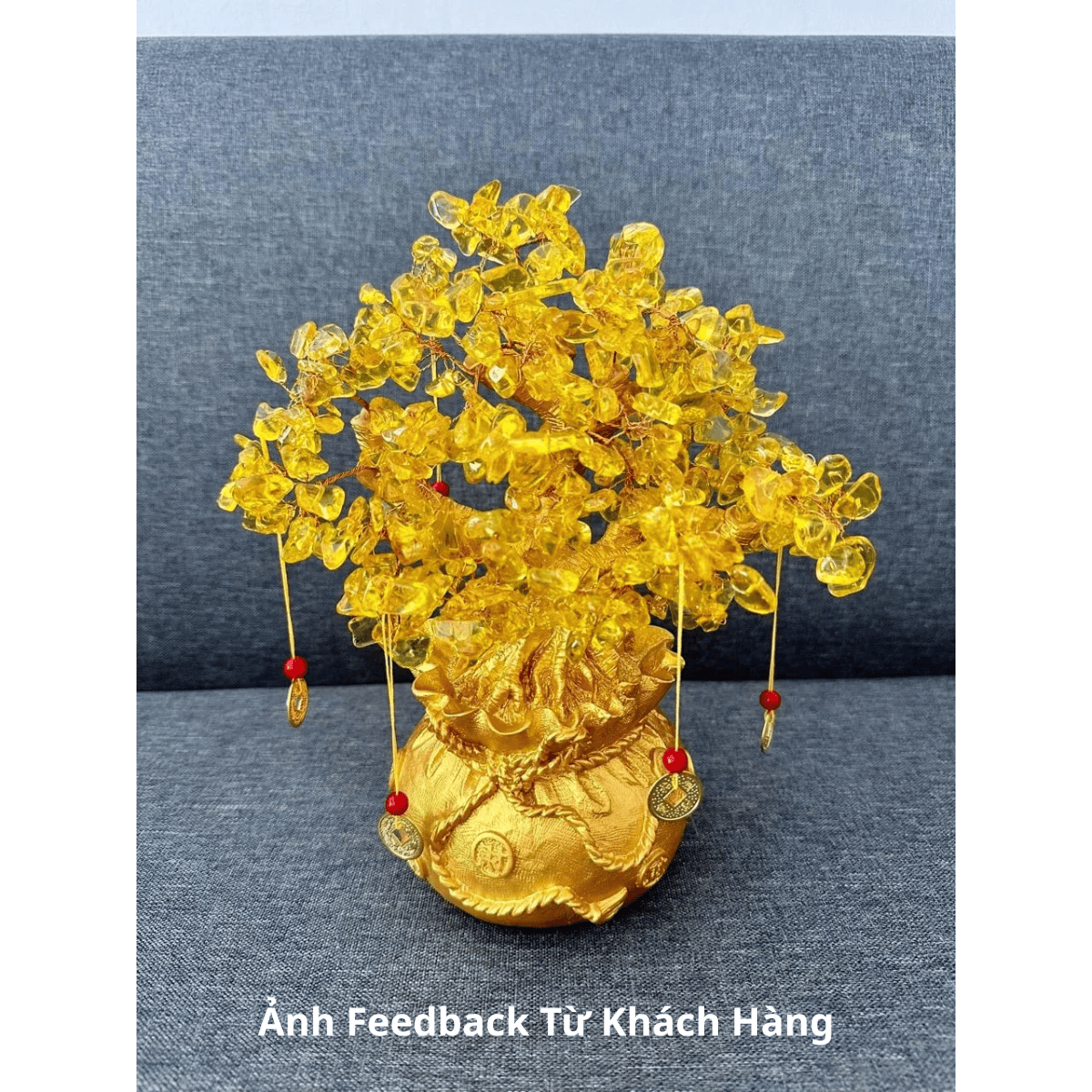 Cây Kim Tiền Phong Thủy Phát Lộc Trang Trí Tết 2026